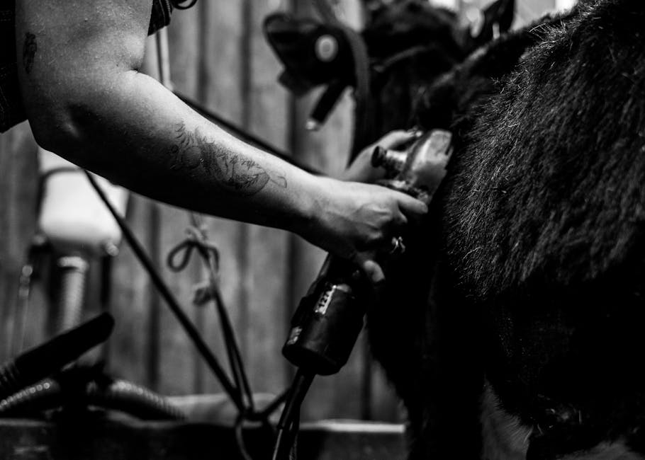 Westernsattel kaufen 🐴 - Die perfekte Wahl für jeden Reiter